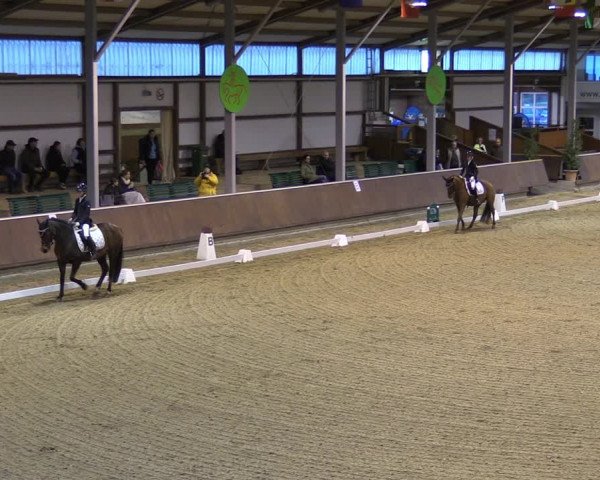 Reitturnier Gahlen 2023