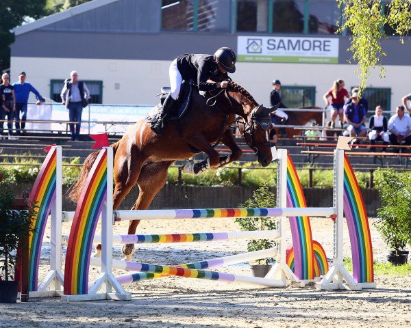 broodmare Light of diamonds (Oldenburg show jumper, 2017, from Light On OLD)