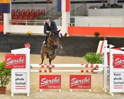 broodmare KARIMA 25 (Holsteiner, 2017, from Comme il Faut)