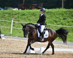 dressage horse Fräulein Braunbär (Polish Pony, 2010, from Nefron)