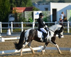 dressage horse Mc Earl (Tinker / Irish Cob / Gypsy Vanner, 2010)