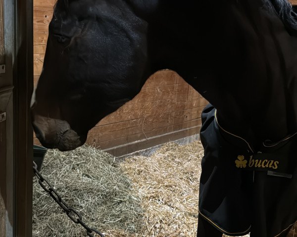 horse Diamants little Prinz WB (Holsteiner, 2019, from Diamant de Semilly)