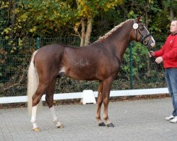 Dressurpferd Dressless AT (Deutsches Reitpony, 2013, von Dreidimensional AT NRW)