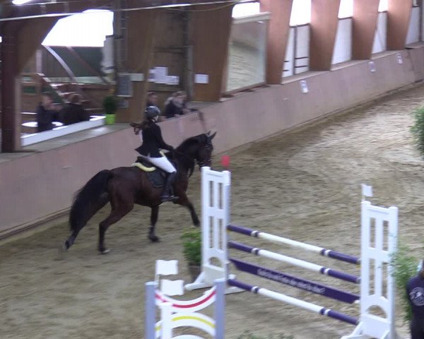 Reitturnier Bad Salzuflen 2023