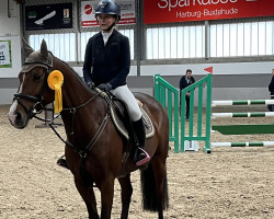 jumper Nightgirl Vh Sonnishof Z (Zangersheide riding horse, 2012, from Numero Uno)