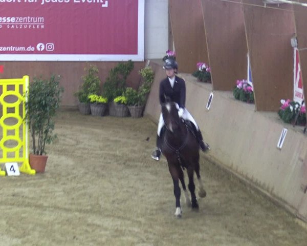 Reitturnier Bad Salzuflen 2023