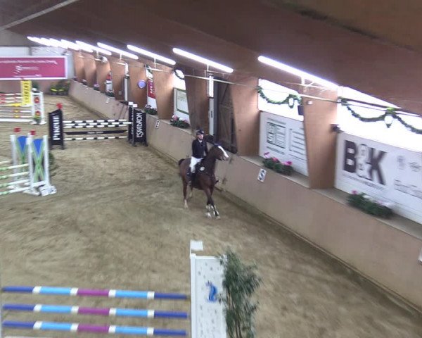 Reitturnier Bad Salzuflen 2023