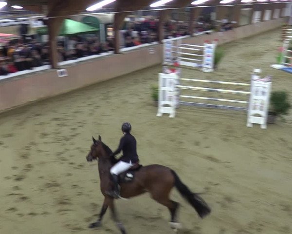 Reitturnier Bad Salzuflen 2023