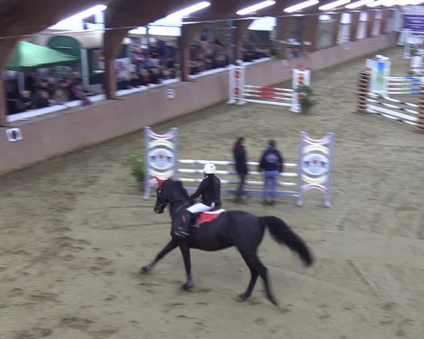 Reitturnier Bad Salzuflen 2023