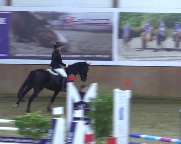 Reitturnier Bad Salzuflen 2023