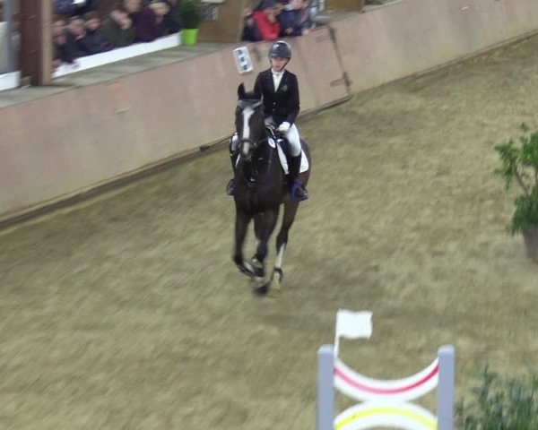 Reitturnier Bad Salzuflen 2023