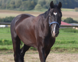 Dressurpferd Focus On Me Rp (Hannoveraner, 2019, von Fantastic)