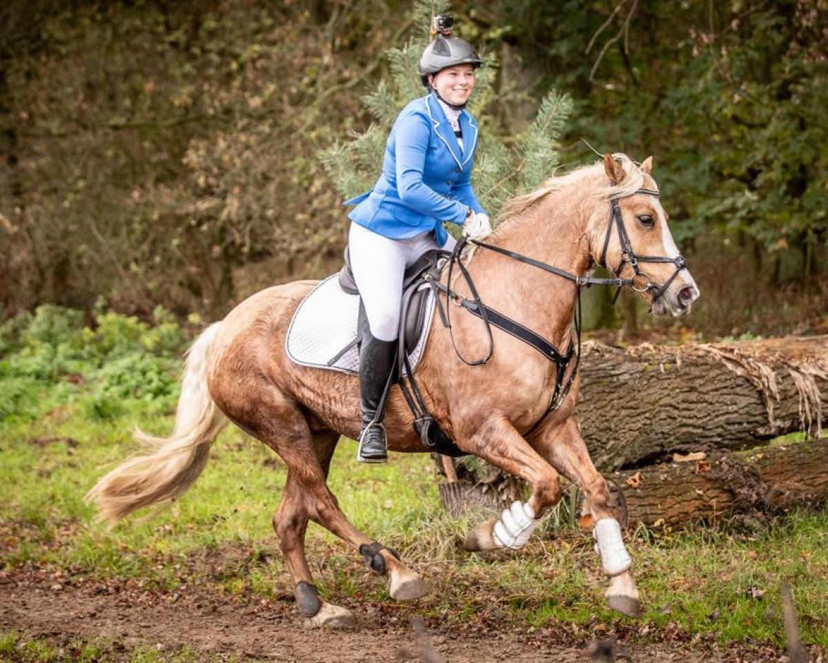 Zuchtstute Felinfach Welsh Model (Welsh-Cob (Sek. D), 2015, von Corscaron Cymro Llwyd)