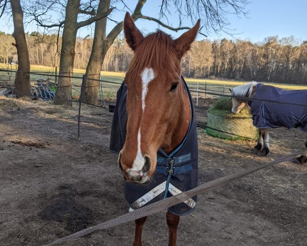 dressage horse Pundui xx (Thoroughbred, 2015, from Bully Pulpit xx)