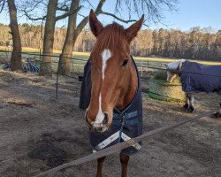 dressage horse Pundui xx (Thoroughbred, 2015, from Bully Pulpit xx)