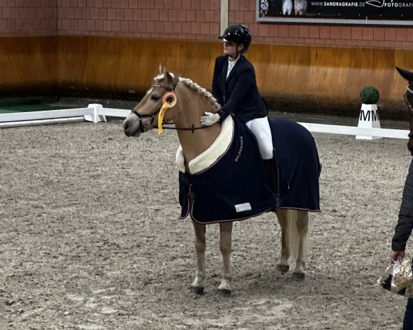 dressage horse Novelis SCH (Edelbluthaflinger, 2015, from Noventis)