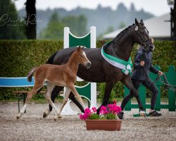 horse Minerva My Lady Manolita (German Riding Pony, 2022, from Mylord Manolito)