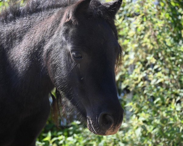 Pferd Blacky (Shetland Pony, 2020)