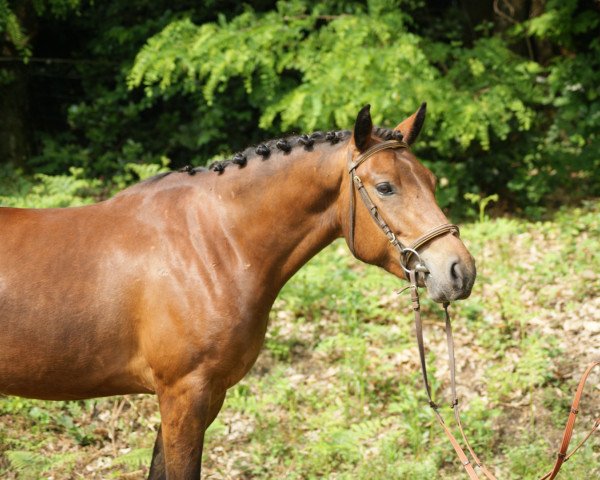 Pferd Lema Gondwana CH (Schweizer Warmblut, 2016, von Lema Dagda CH)