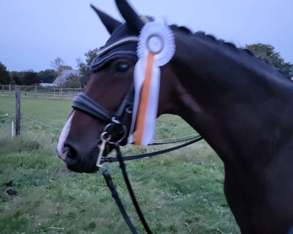 dressage horse Quickie H (Hanoverian, 2008, from Quaterback)