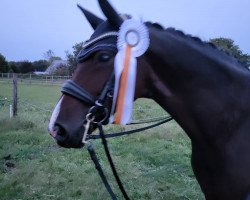 dressage horse Quickie H (Hanoverian, 2008, from Quaterback)