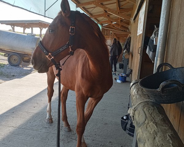 horse Fleur de Lys (Oldenburg, 2022, from Fidertanz)