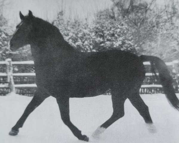 stallion Edelfalk Mo 1160 (Oldenburg, 1958, from Edler Mo 4105)
