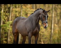dressage horse Happy Zackeria (German Sport Horse, 2018, from Zack)