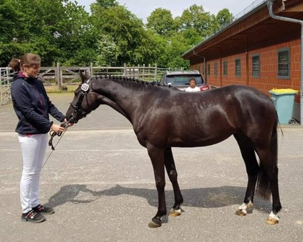 broodmare Whisper Miss (German Riding Pony, 2015, from Moonlight Montano S)