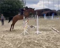 jumper Suicide Squad K (Hanoverian, 2018, from Stakkato)