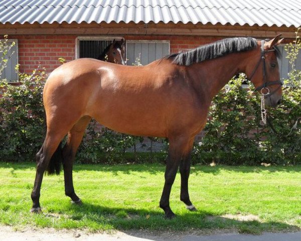 broodmare Bella C (KWPN (Royal Dutch Sporthorse), 2006, from Montreal)