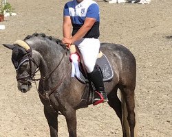 jumper Lieblingspferd N (Zangersheide riding horse, 2014, from Levisto Z)