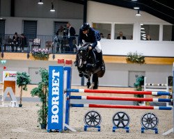 broodmare La Bella Vida (Holsteiner, 2017, from Casall Ask)