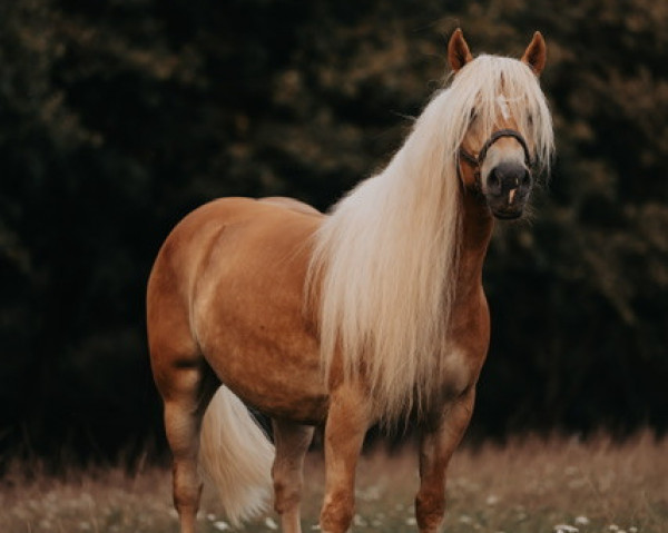 horse Alwin 55 (Haflinger, 2017, from Amore Mio)