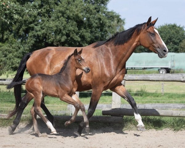 horse Sir Chocolato van Lee (Oldenburg, 2023, from Sir Bedo)