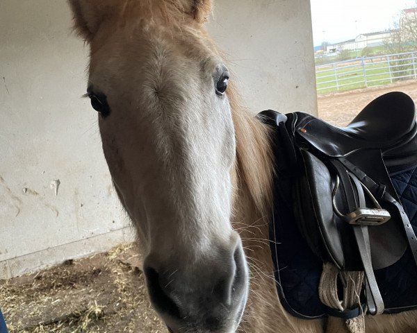 stallion Tarik xx (Thoroughbred, 1970, from Tudor Melody xx)