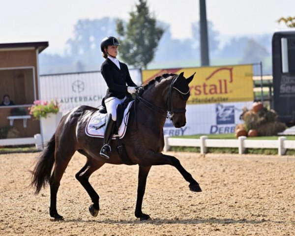 dressage horse Funkeldunkel (Oldenburg, 2015, from Fürsten-Look)