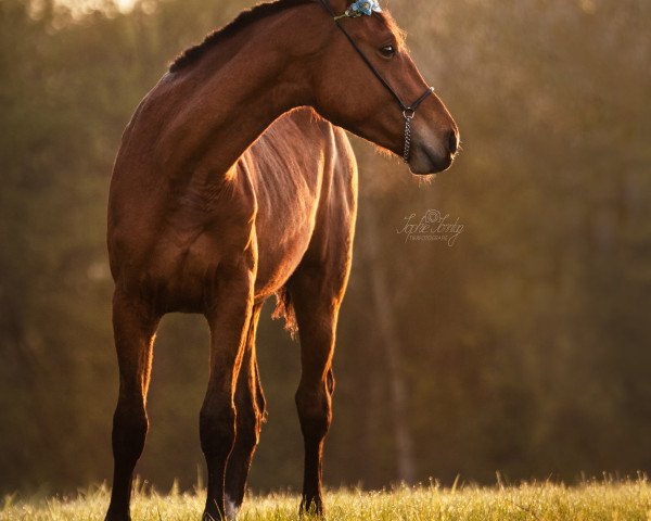 horse Floraison de rose (Oldenburg show jumper, 2020, from My Life de Tiji)