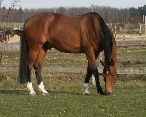 horse High Tech (Trakehner, 1993, from Guy Laroche)