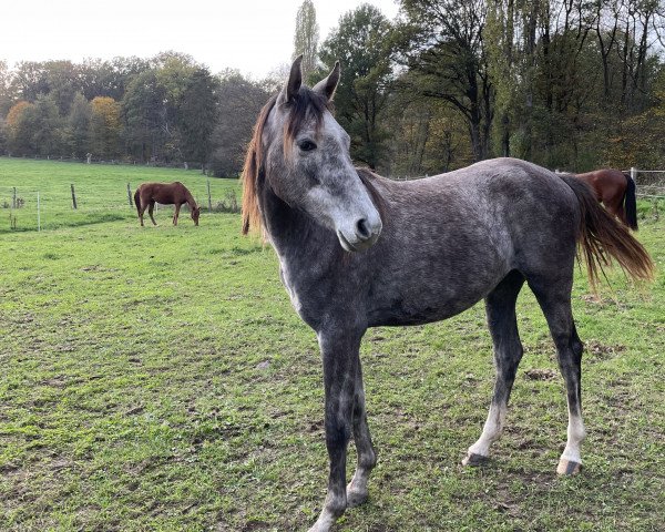 Pferd Cassiopeia (Westfale, 2021, von Comme le père)