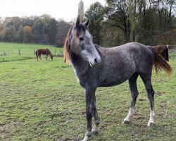 Pferd Cassiopeia (Westfale, 2021, von Comme le père)