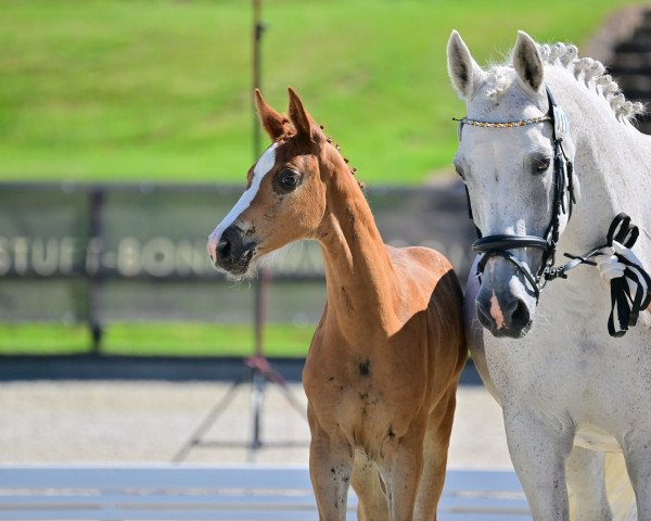 horse Olympia (German Sport Horse, 2023, from DSP Oganero P)