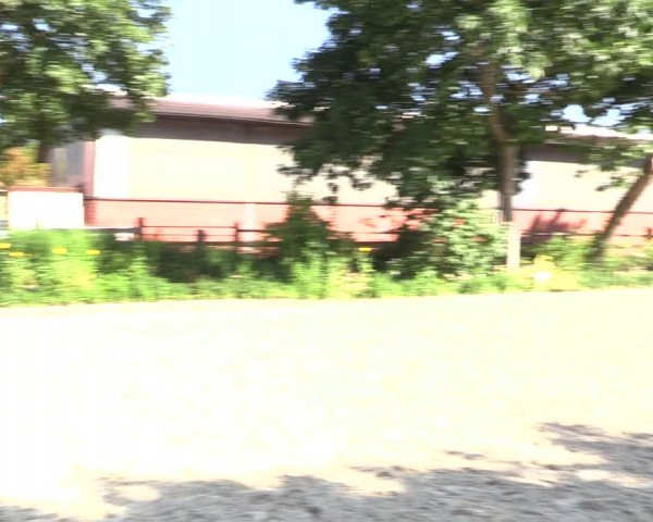 Hannoveraner Zuchtstutenprüfung mit Prämierung in Elmlohe 2021
