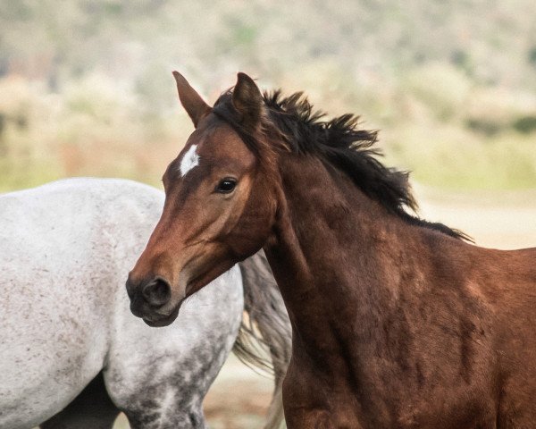 horse D’aviador (Württemberger, 2022, from Dexter 295)