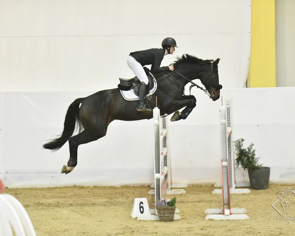 jumper Marquitero (German Sport Horse, 2015, from Messenger)