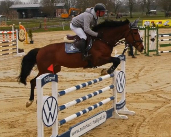 Springpferd Quentina 19 (Oldenburger Springpferd, 2017, von Quasimodo vd Molendreef)