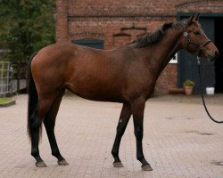 broodmare Orlanda QP (Holsteiner, 2021, from Zinedream)