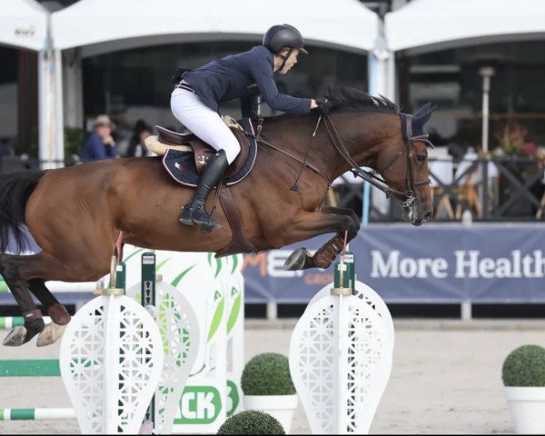 Springpferd Morgan VDS (Belgisches Warmblut, 2012, von Canabis Z)