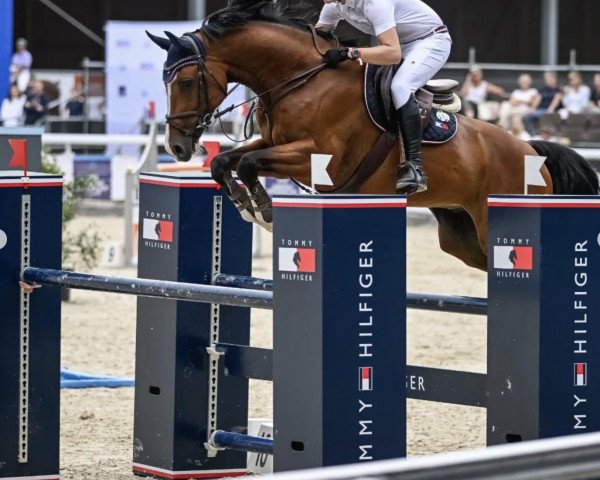 stallion Five de Francaa (Selle Français, 2015, from Canturo)