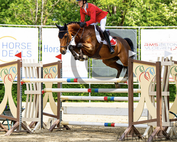 jumper Verone de Hus Z (Zangersheide riding horse, 2013, from Vivaldi du Seigneur)